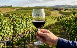 Ruta del Vino Canelones