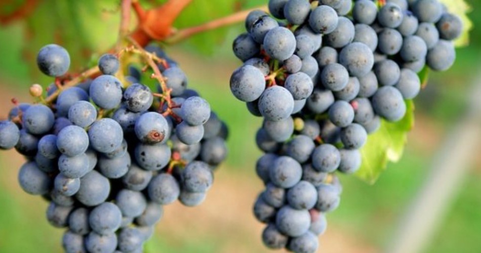 tannat